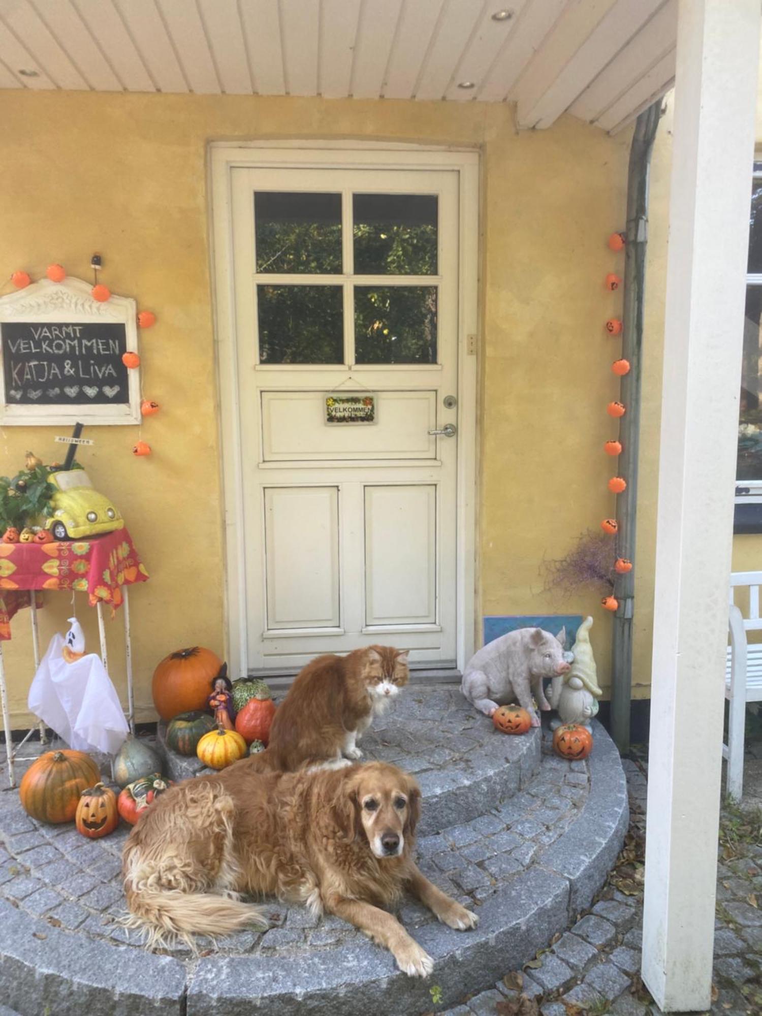Katja B&B Roskilde Tutti Frutti Home Hedehusene Exteriér fotografie
